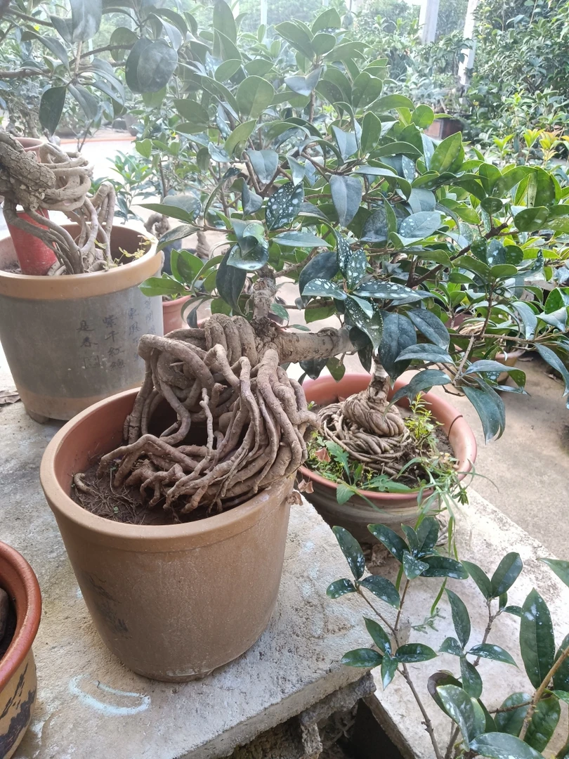 【一物一拍550---2000发出不退！谨慎下单】精品桂花嫁接桂花