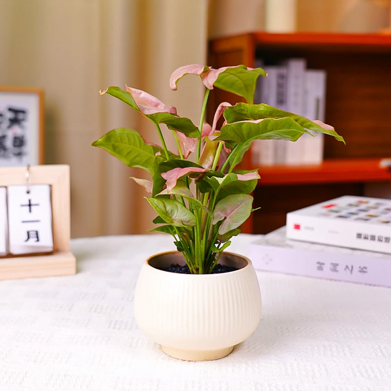 【粉佳人】直纹陶瓷好养办公室室内盆栽易活美观花卉