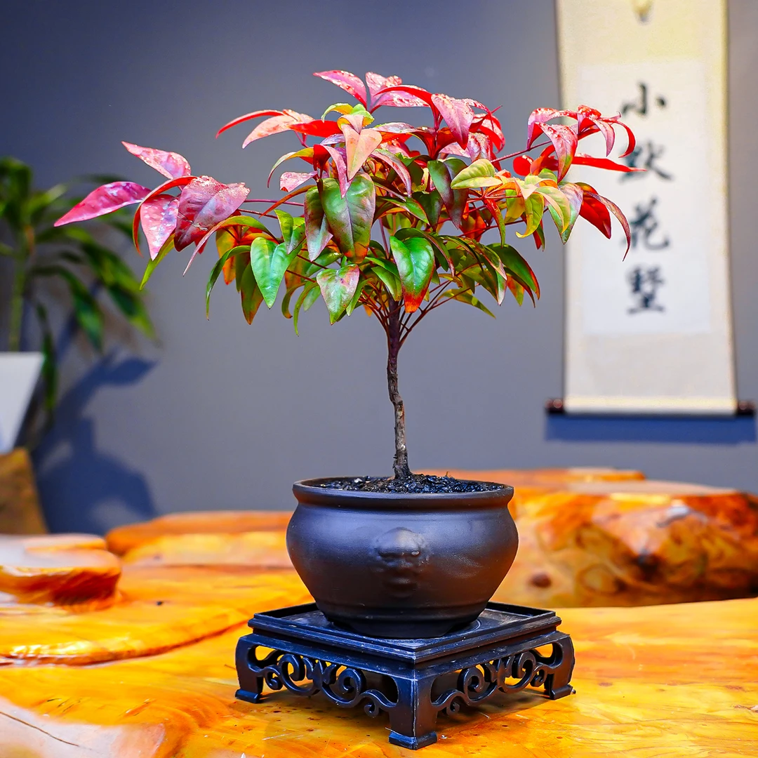 南天竹含盆带底座9.9带绿叶发货