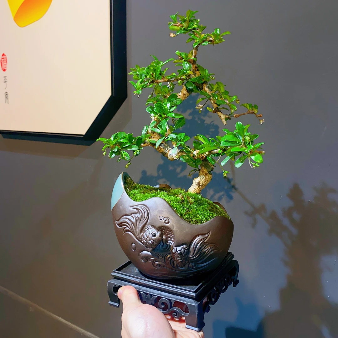 【造型福建茶】福建茶盆景含盆底座美化环境绿植花卉盆景