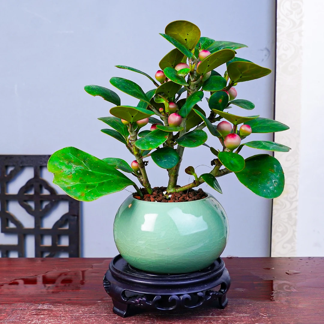 【带果发货】小盼菩提盆景盆栽室内客厅茶桌办公室好养植物禅意绿植