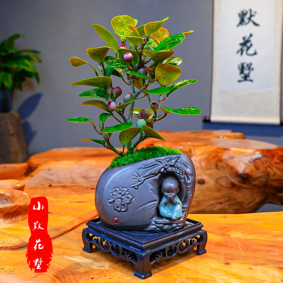 小默花墅【小盼菩提】一叶一菩提客厅桌面室内盆景四季常青微盆景