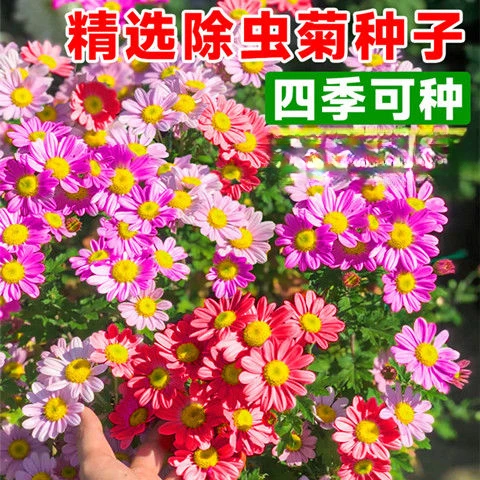 除虫菊种子驱蚊草驱虫菊花种籽子多年生混色花种子四季易活盆栽