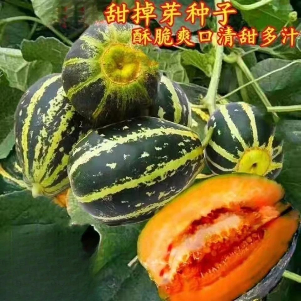 甜掉牙花皮甜瓜种子冰糖脆子甜瓜种籽羊角蜜薄皮香瓜水果种子