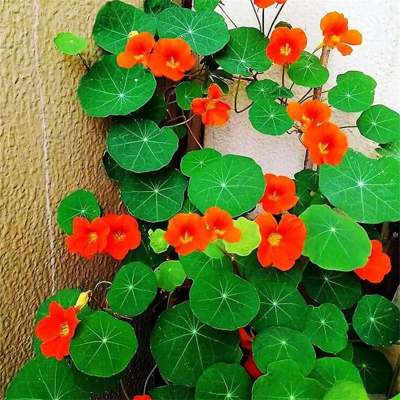 【四季开花】旱金莲种子盆栽花草植物室内易活花卉春天室外花种子