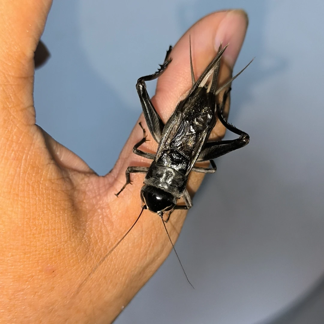 油葫芦黑虫名家蚡房缎青便宜黑虫大翅大音爱叫底板足50只批发模型