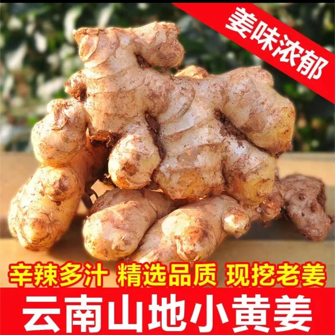 云南高山小黄姜现挖1/3/5/9斤香辣美味煲汤去腥现挖产地直发