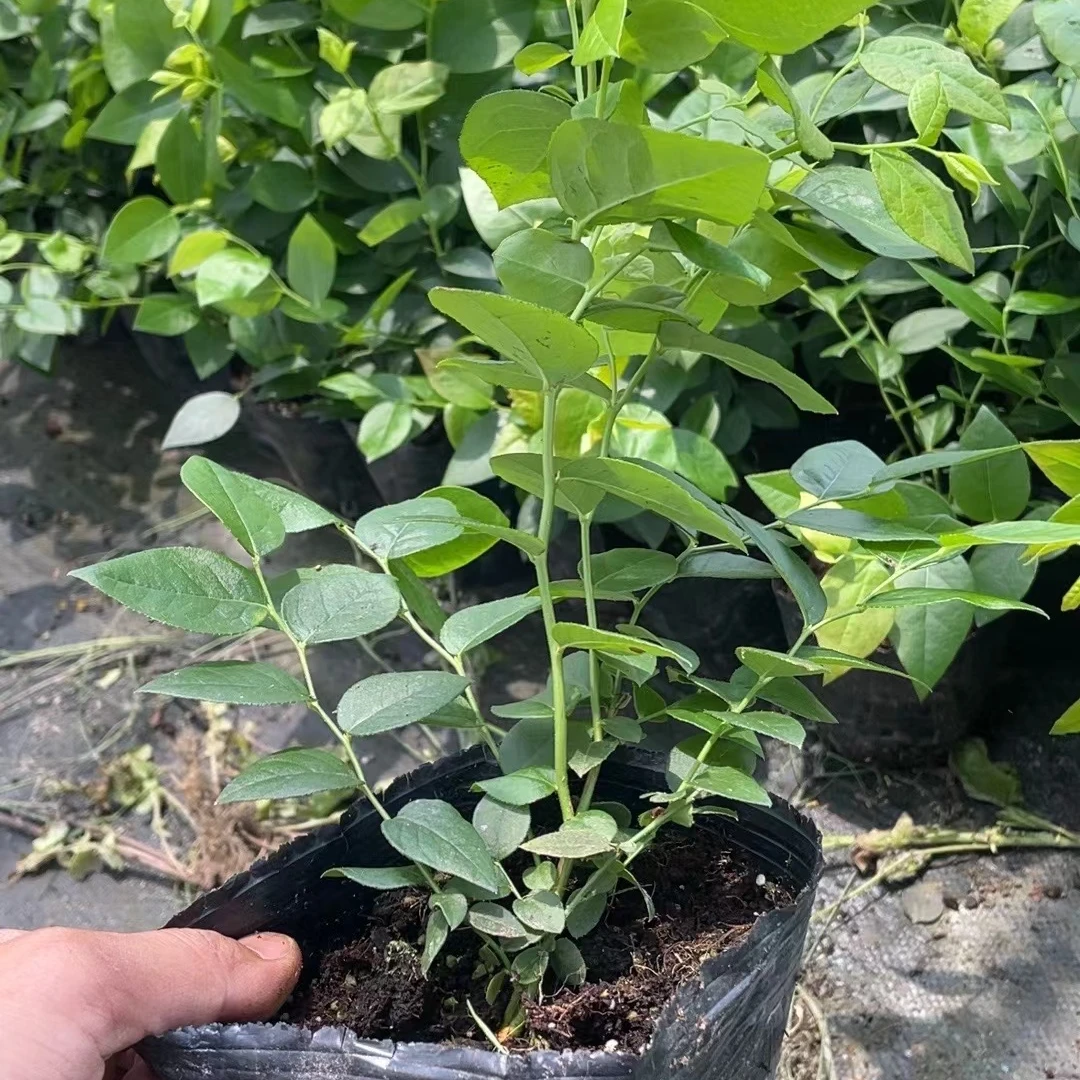 语凝的花园 小规格蓝莓树苗水果盆栽南方北方种植花园庭院盆栽