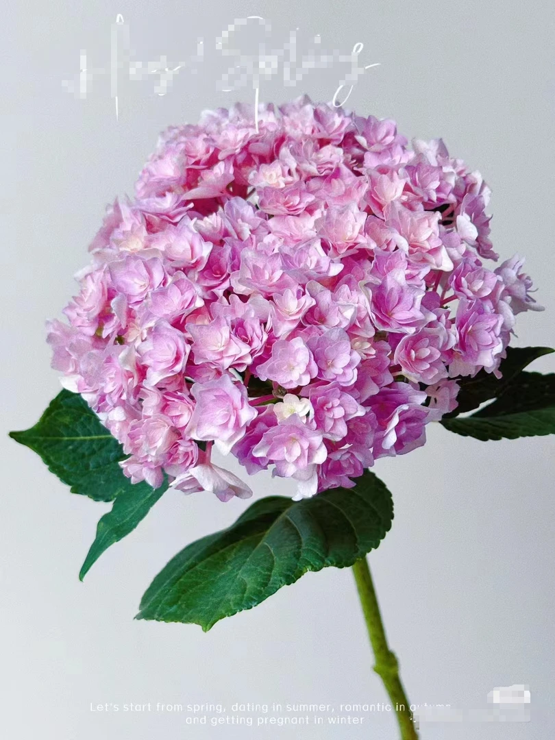 【重瓣粉绣球花1支】（全店2单花花包邮）