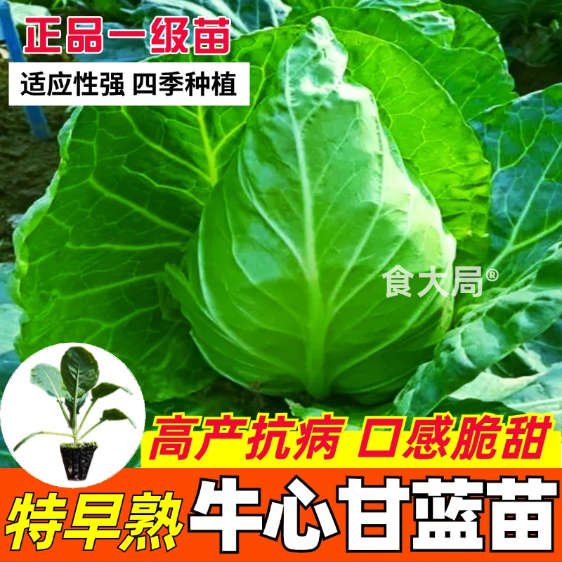高产牛心甘蓝苗包菜包头菜带土穴盘苗耐寒春秋季蔬菜苗牛心包菜苗