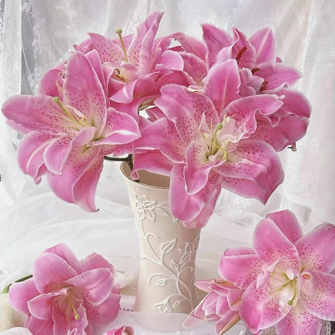 粉啦菲重瓣百合粉色有香味水培