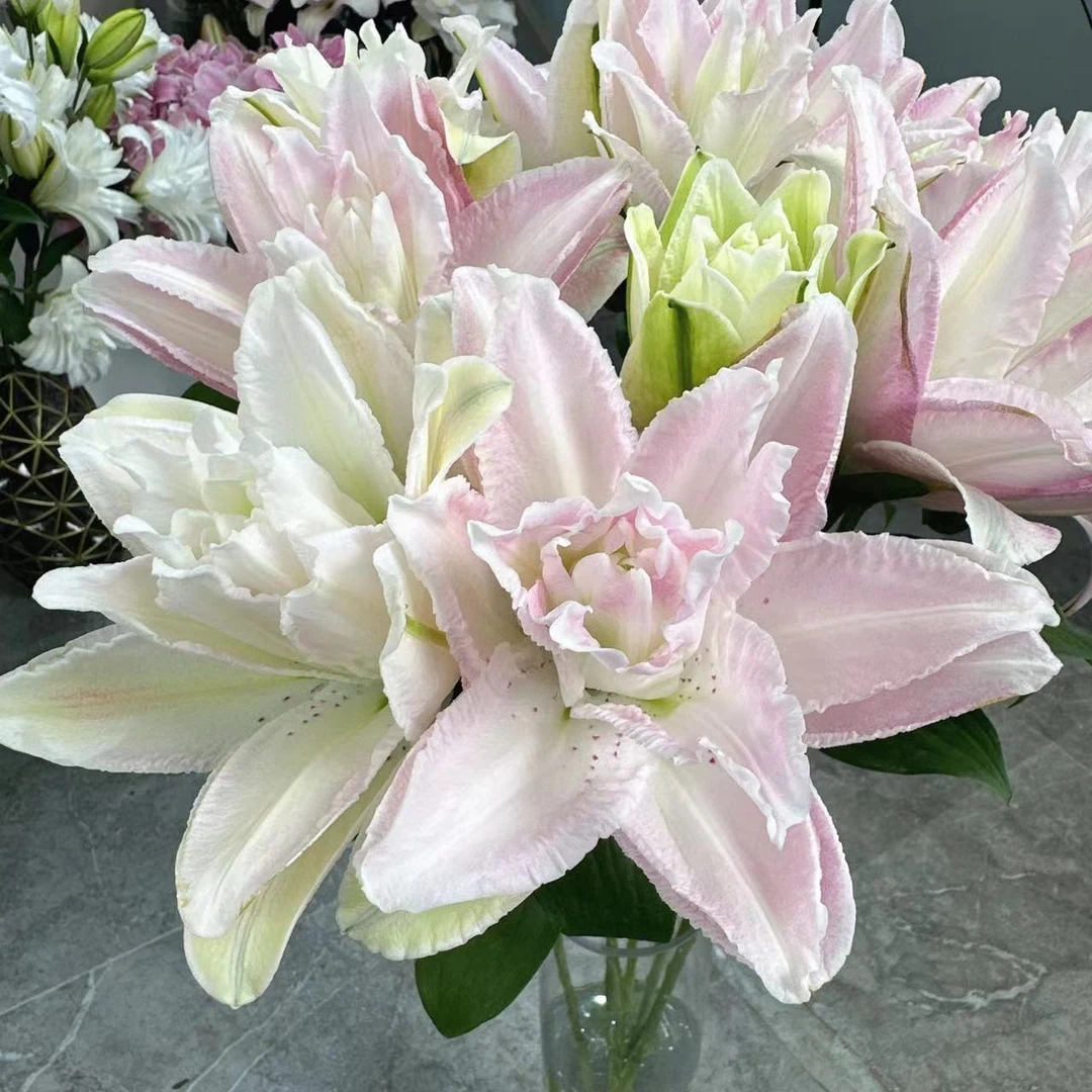 稀有莲花公主重瓣百合有香味