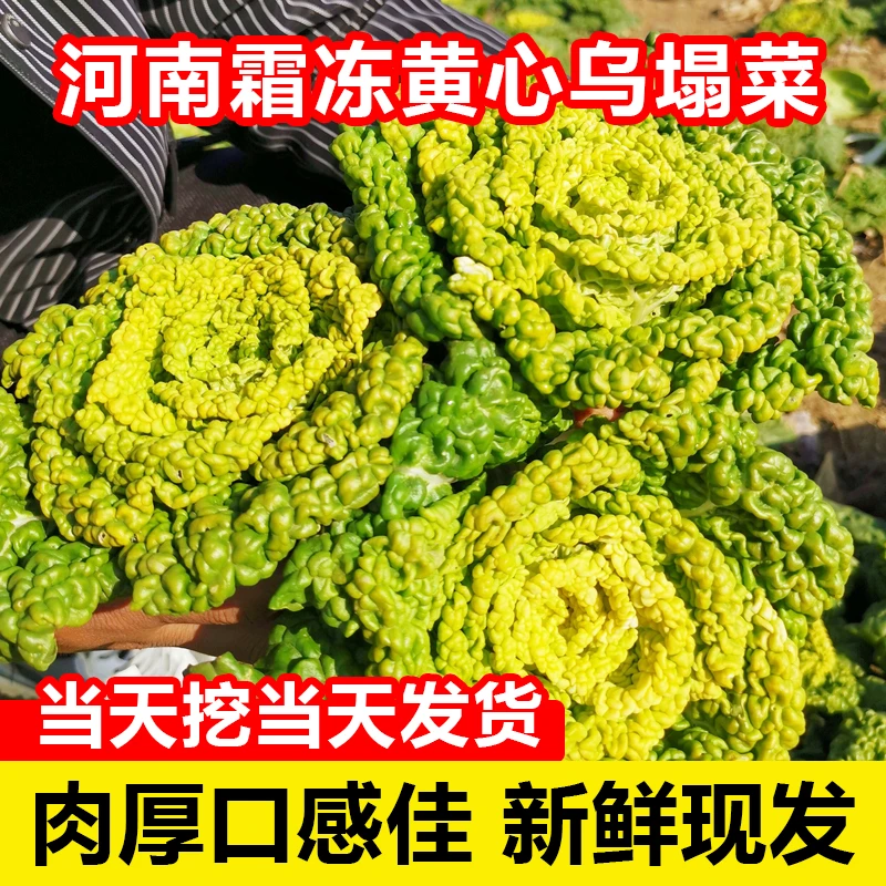 新鲜现挖黄心乌塌菜农家四季种植菊花心菜大白菜蔬菜