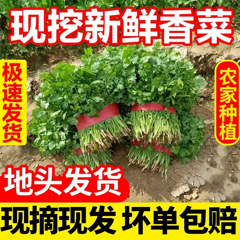 【新鲜现挖】香菜农家种植芫荽2斤河南蔬菜