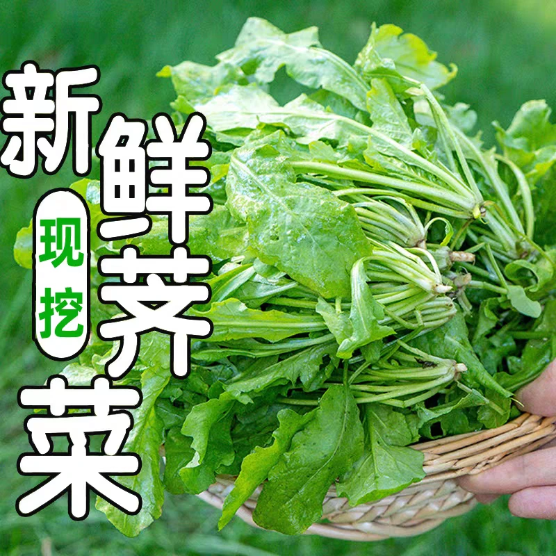 【现挖现发】河南南阳荠菜露天现挖现发新鲜地菜野菜馄饨饺子馅料