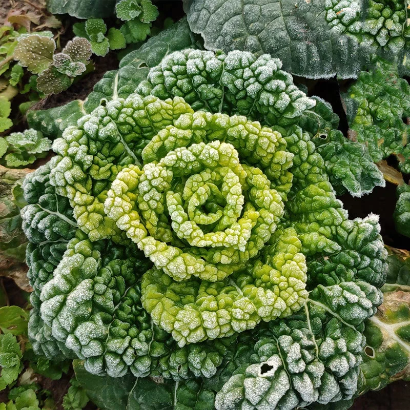 【地头价】黄心菜新鲜现摘农家蔬菜露天霜冻矮脚青菜油菜塌菜白菜