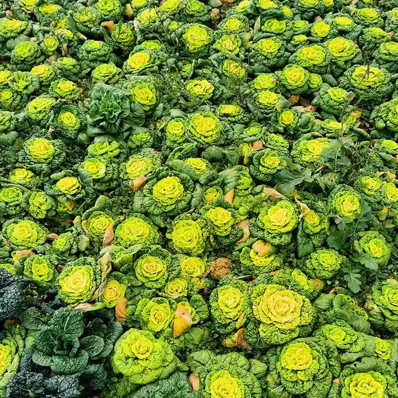 露天现挖黄心菜新鲜农家蔬菜露天霜冻矮脚青菜油菜乌塌菜白菜5斤