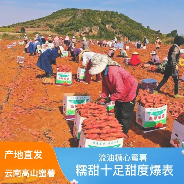 薯大佬|西瓜红蜜薯甄选蜜薯西瓜红1斤/5斤坏果包赔