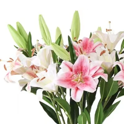 百合拍5送1支
