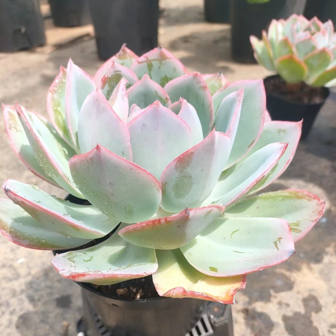 老桩美版蓝光花小姐精品直播展示满38包邮（多肉植物）