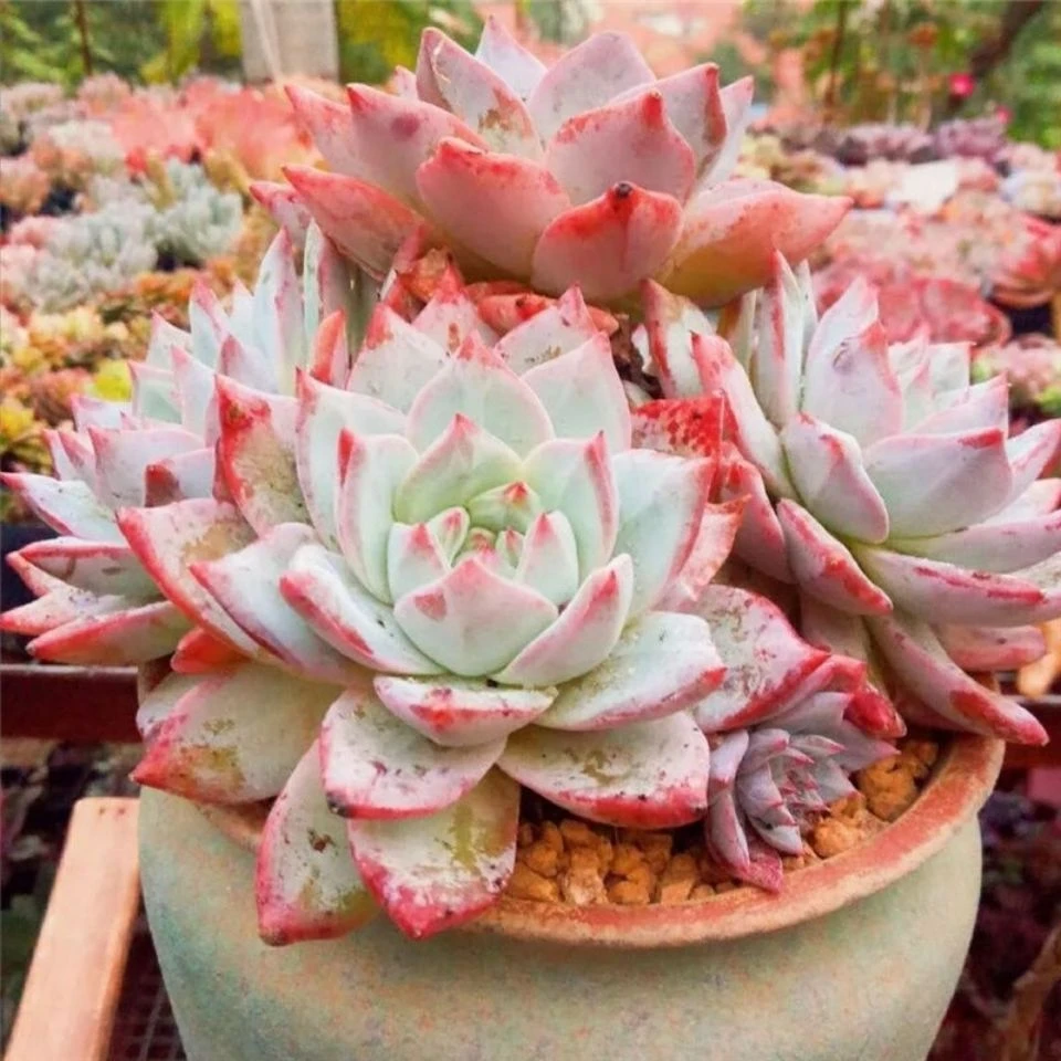 粉蓝鸟    花小姐精品多肉直播展示 多肉植植物 好养红色美观控养
