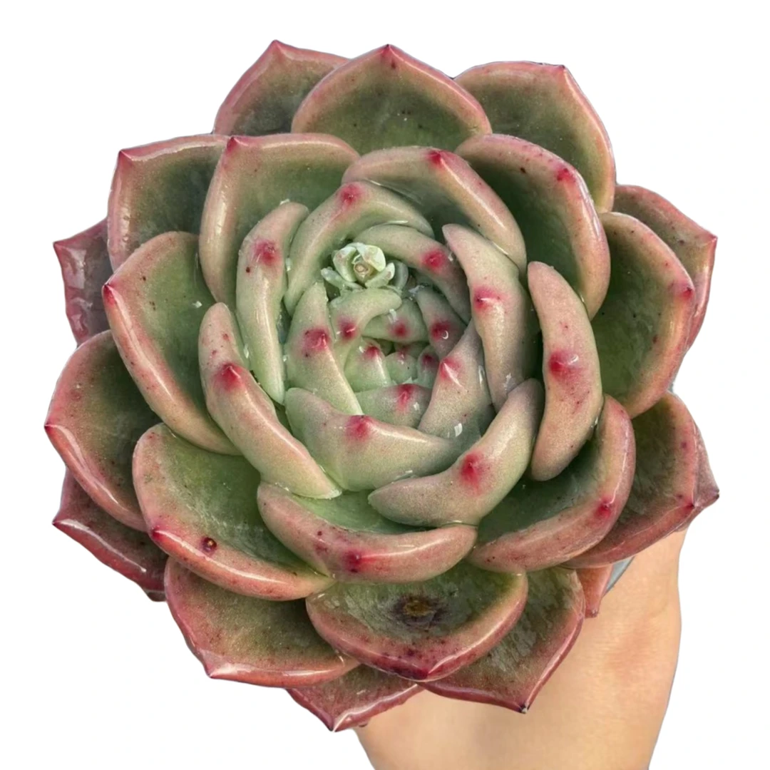 香槟  花小姐精品多肉植物 直播展示为准黄色粉色红色
