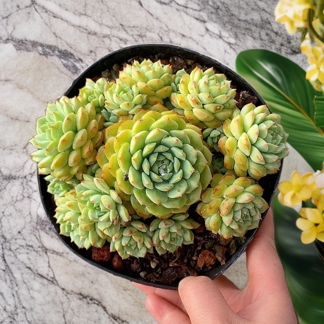 熊猫脸 花小姐精品多肉直播展示 19包邮好养红色美观控养韩版