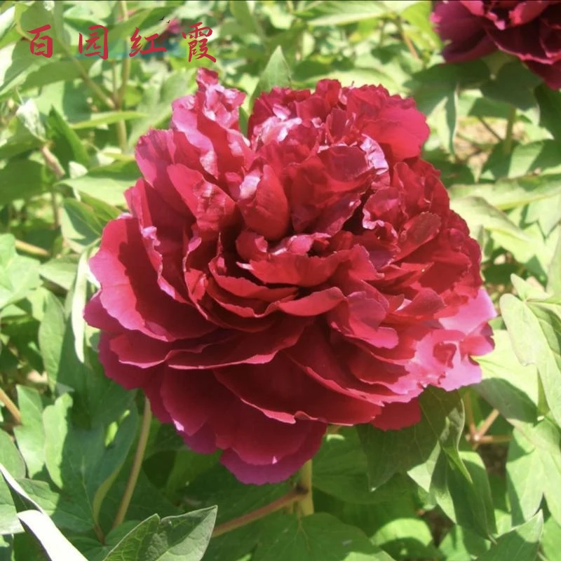 【百元红霞】牡丹先发肥料秋天发货