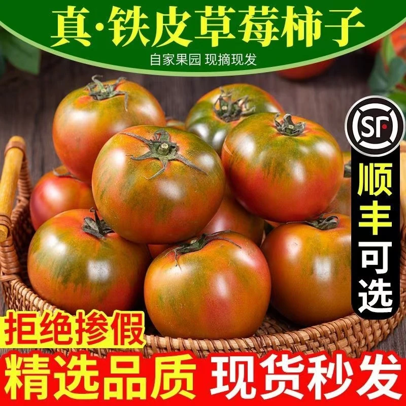 东北碱地铁皮西红柿上午摘下午发