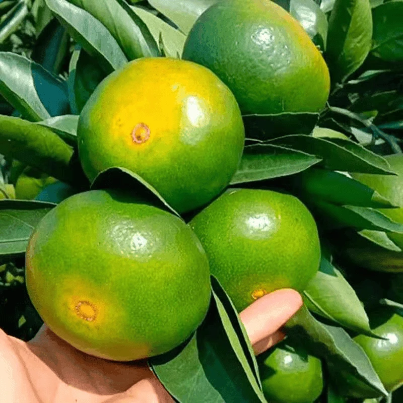 云南新鲜橘子   5斤