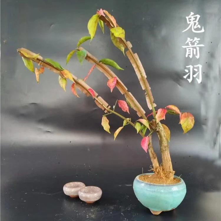 山木香水杨梅胡秃子等盆景素材 直播专线   一物一拍