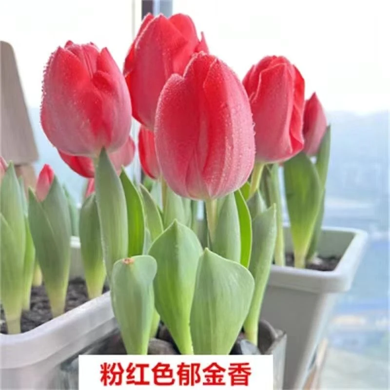 3颗郁金香花苗带叶子带花苞发货当年开花水培土培室内室外