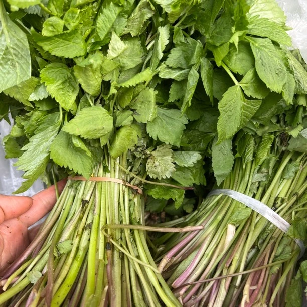 东北野生二甲芹 大叶芹 3斤包邮