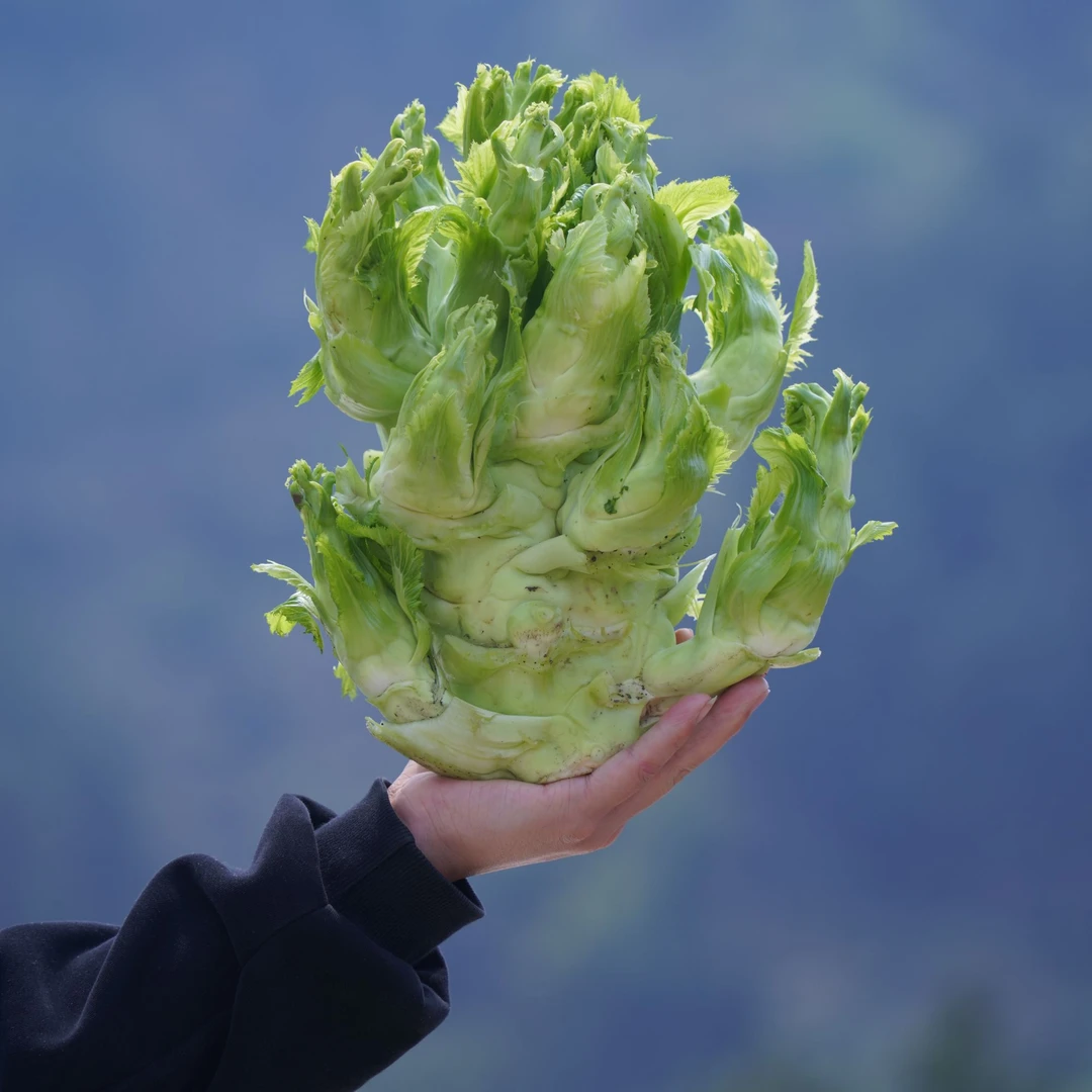 高山儿菜农家自种无农药无除草剂重庆四川现砍泡沫箱