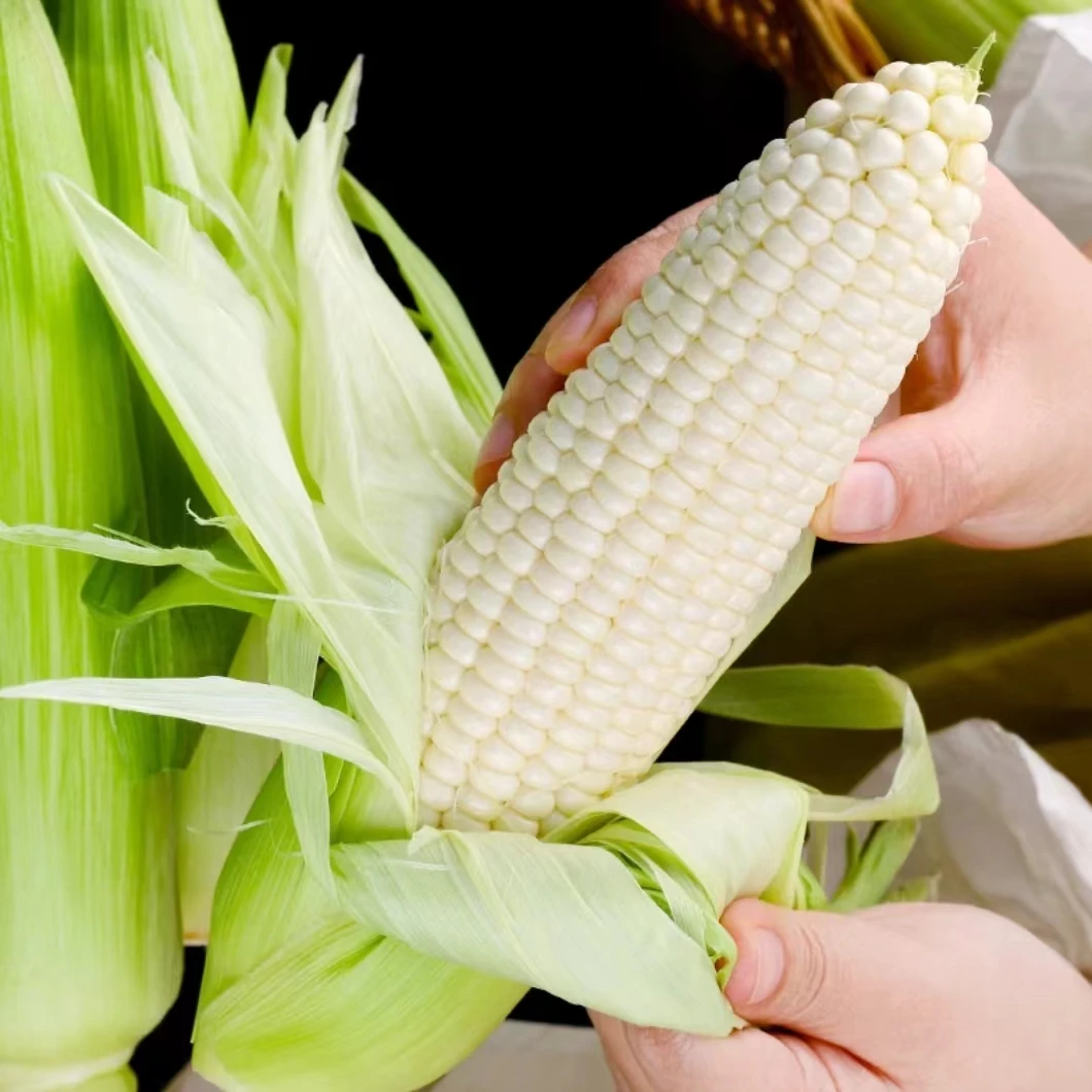 农家现摘糯玉米湖南澧县特产