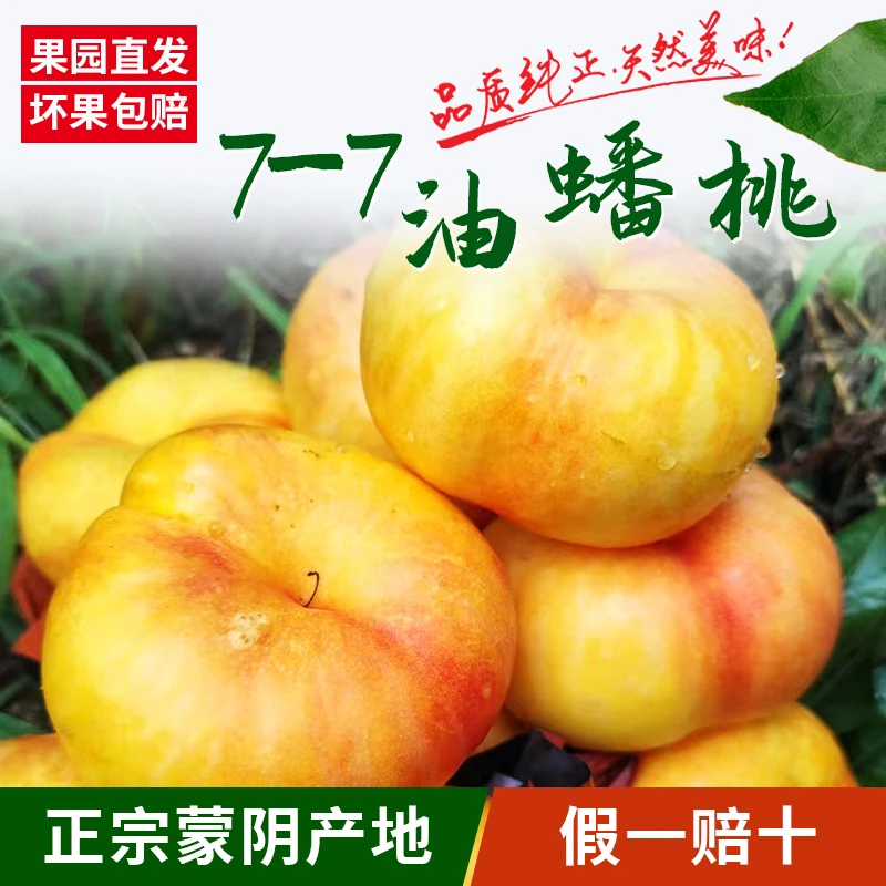 正宗蒙阴桃子彩虹油蟠桃7-7新鲜水果产地直发皮薄肉厚包邮到家