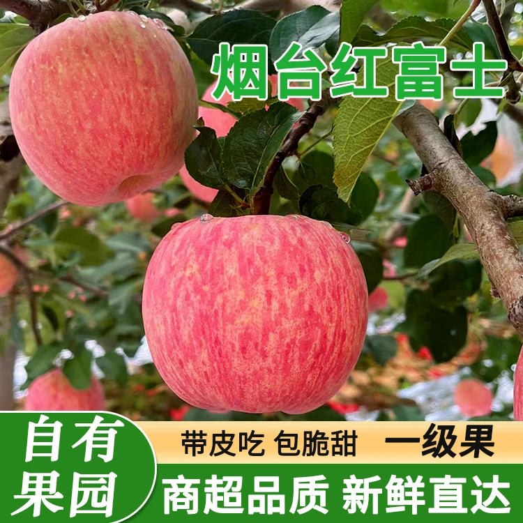 【烟台红富士苹果-条纹】酥脆香甜皮薄多汁新鲜采摘原产地果园直发