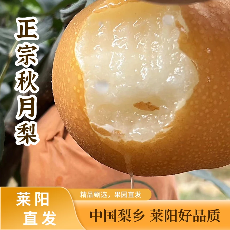 【正宗莱阳秋月梨】酥脆爆汁细腻无渣新鲜多汁果园现摘现发原产
