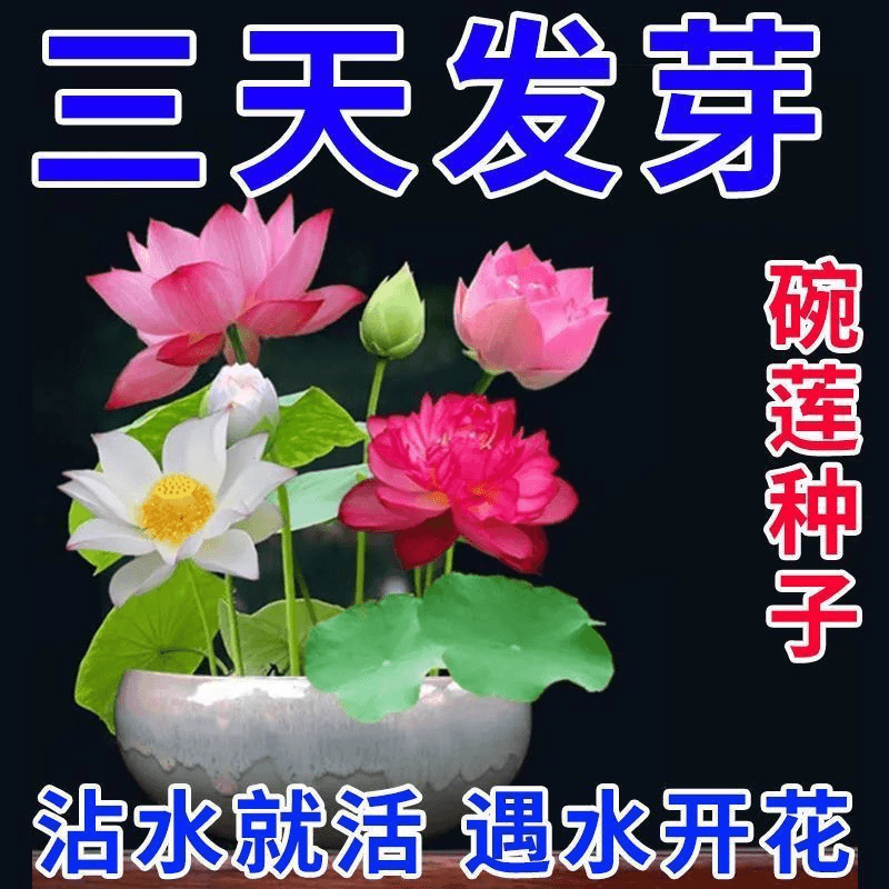 【遇水开花】碗莲种四季种植水培植物室内绿植睡莲荷花无土水培
