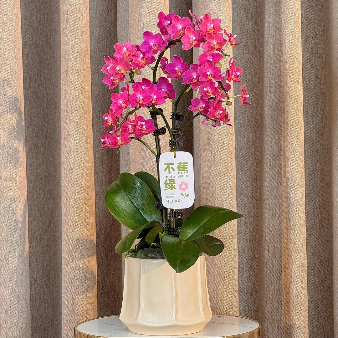 蝴蝶兰《话梅》带花带花苞 鲜花 好养耐养苗情优质 基地直发