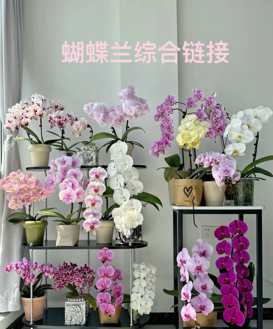 蝴蝶兰多品种（单颗）综合 新手可养 绿色美观 叶片碧绿室内花型