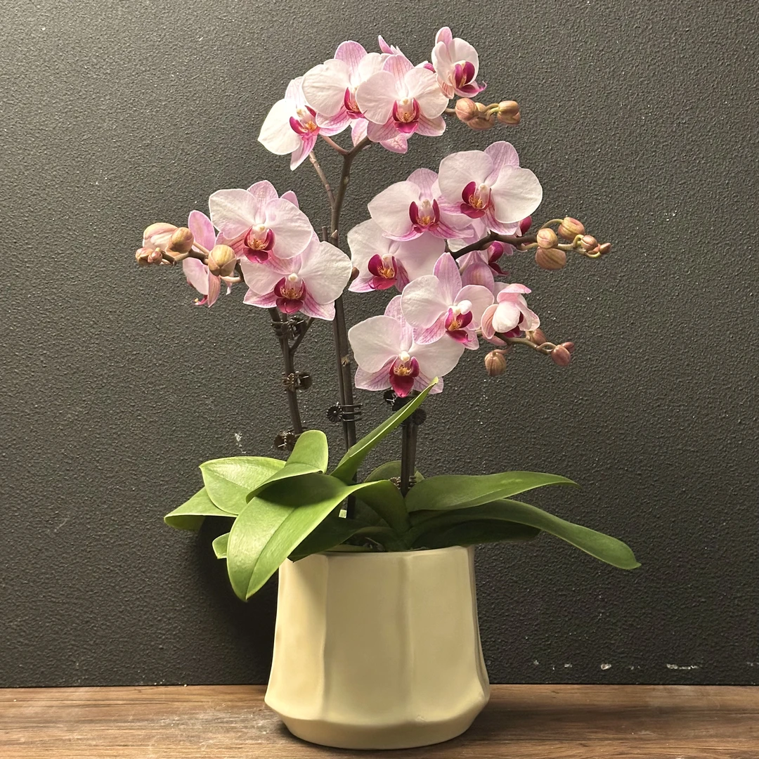 蝴蝶兰《粉宝宝》优质艺术组盆 绿色美观 花色娇艳好养耐养室内花卉