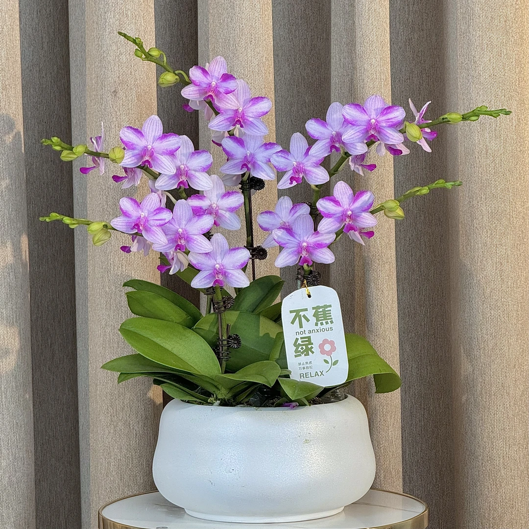 蝴蝶兰《紫水晶》五年老苗优质艺术组盆绿色美观好养耐养室内花卉