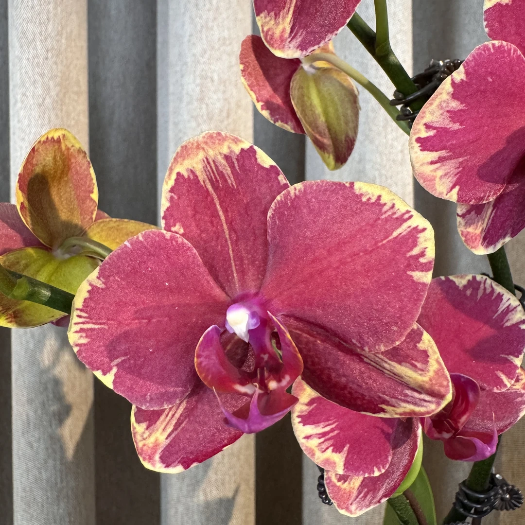 蝴蝶兰《吉祥》带花带花苞 鲜花 好养耐养苗情优质 基地直发