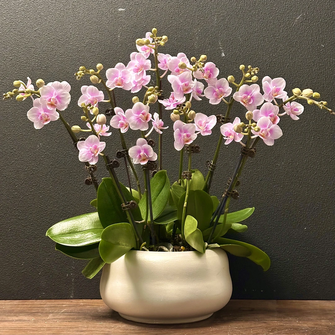 蝴蝶兰《coco小姐》五年老苗优质艺术组盆绿色美观好养耐养室内花卉