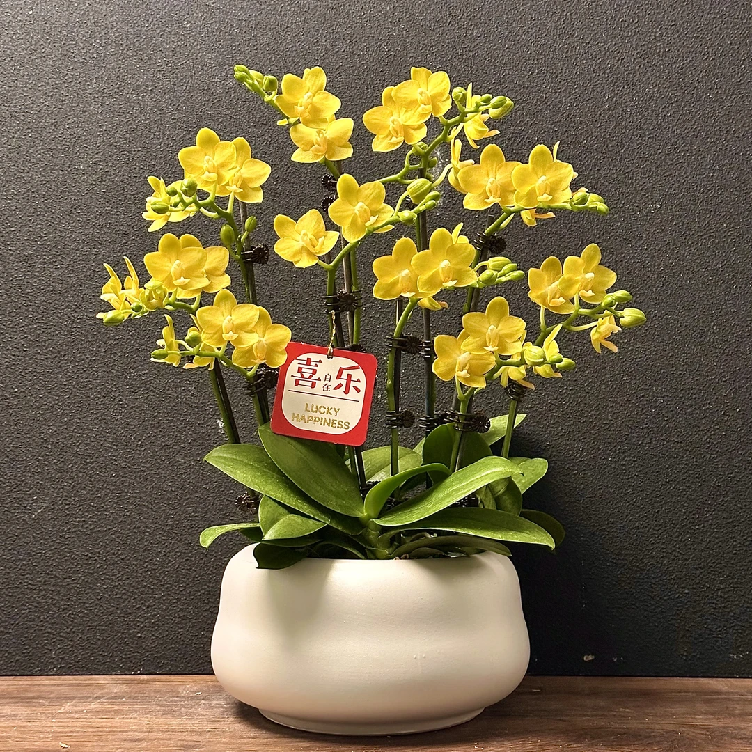 蝴蝶兰《黄金番茄》新手好养耐养绿色美观花色娇艳叶片碧绿室内花