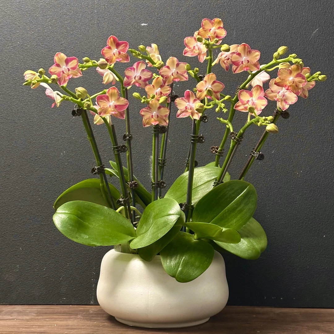 蝴蝶兰《智多星》稀缺浓香型 好养耐养 苗情优质 叶片碧绿 基地直发