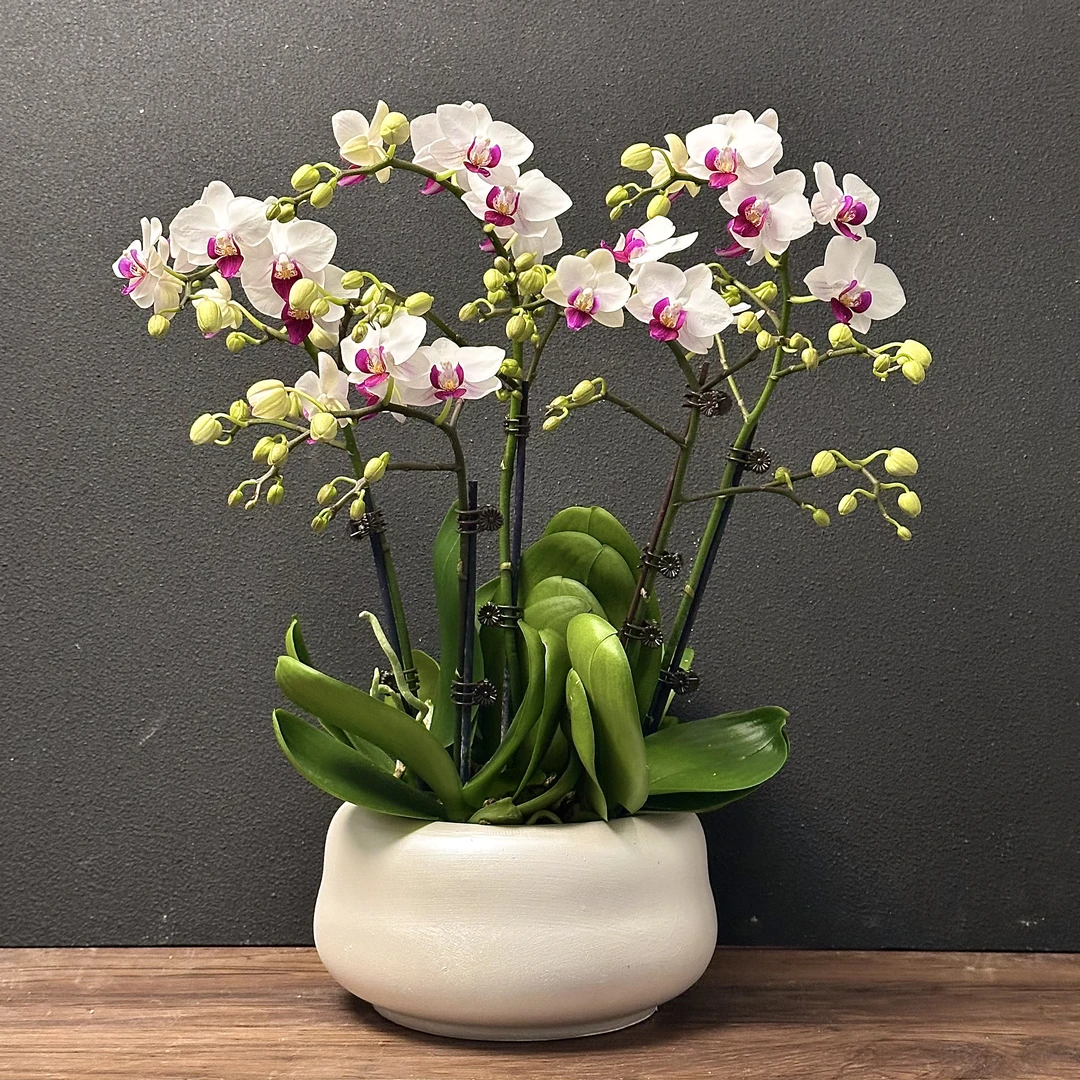 蝴蝶兰《百日红》优质艺术组盆 绿色美观 花色娇艳好养耐养室内花卉