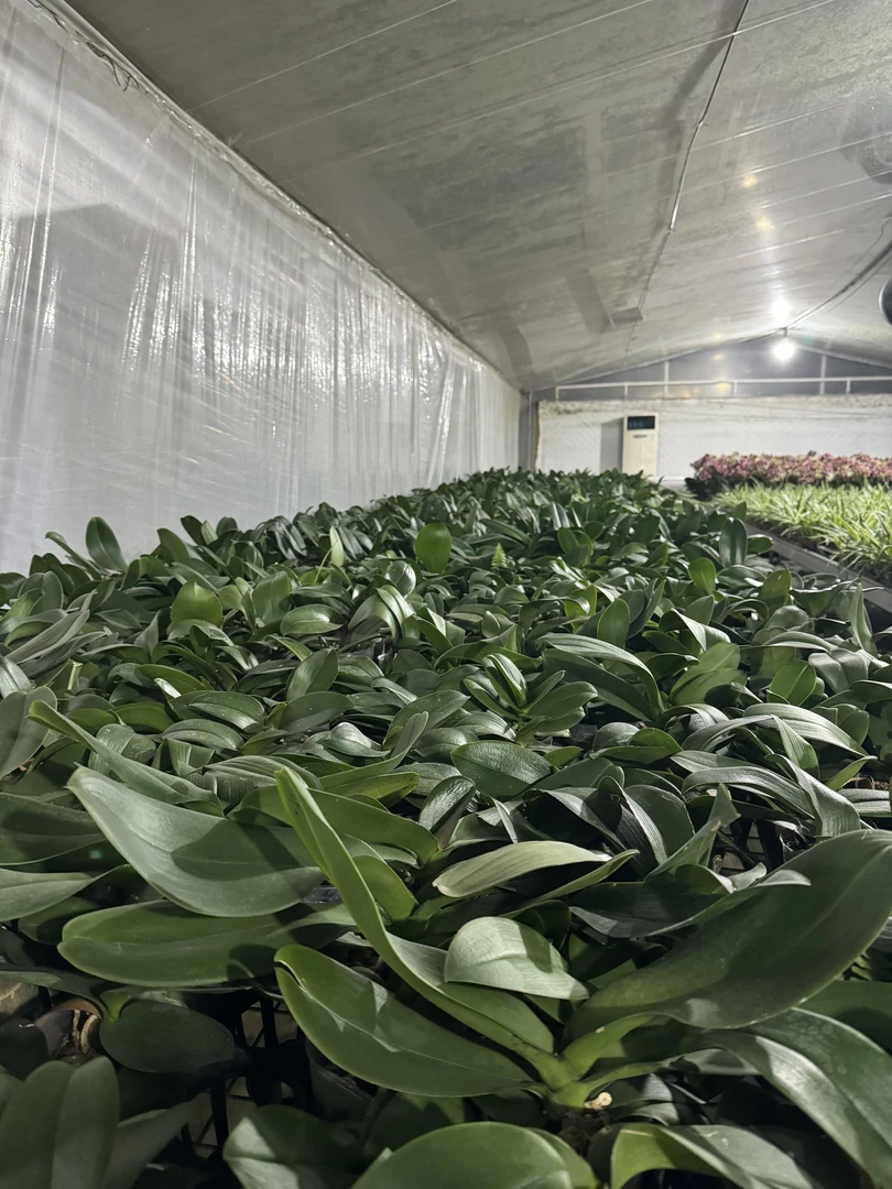 国亮园艺蝴蝶兰 花后苗自养2.8/3.0寸杯不带花发货优质蝴蝶兰大苗
