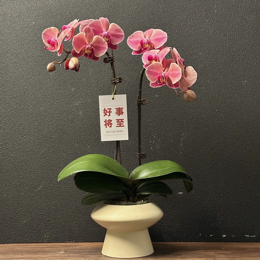 蝴蝶兰《纳博纳》新手可养 好养耐养苗情优质叶片碧绿 基地直发